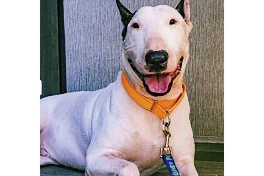 Man charged with abandoning dog in floodwaters as Florida residents